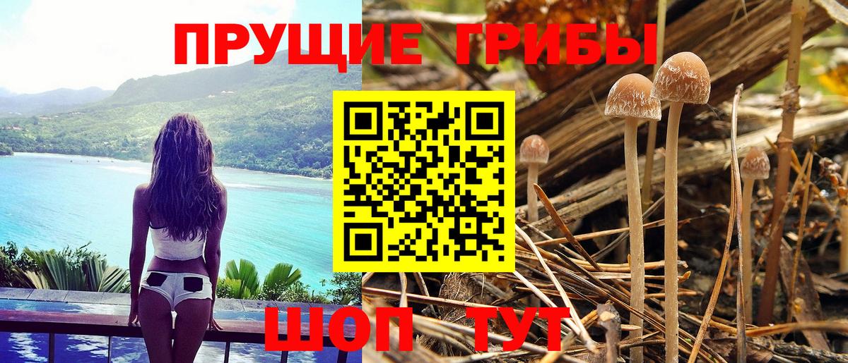 Псилоцибиновые грибы GOLDEN TEACHER Кызыл